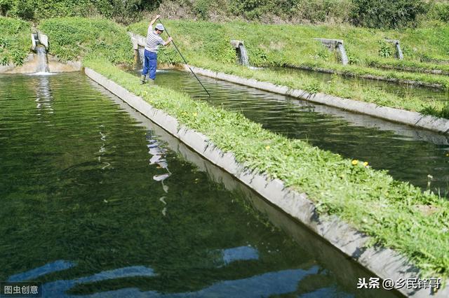 淡水鱼类养殖连年亏，营养失调惹的祸，7条经验伴你走稳致富路