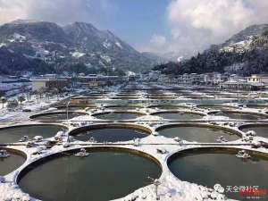 养殖鲟技术(鲟鱼养殖遭遇最大危机疫情下，遭“误杀”的鱼儿如何游进春天)