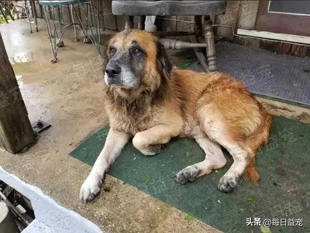 吃货狗狗台风天寻主人，不忘叼着大袋狗粮，还去超市顺了袋零食