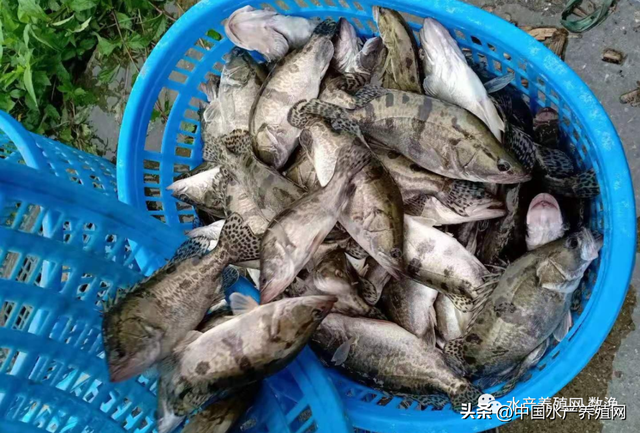 鳜鱼黑鱼黄骨猛涨，对虾鲫鱼草鱼略涨鲈鱼牛蛙稳定，饲料又涨价！