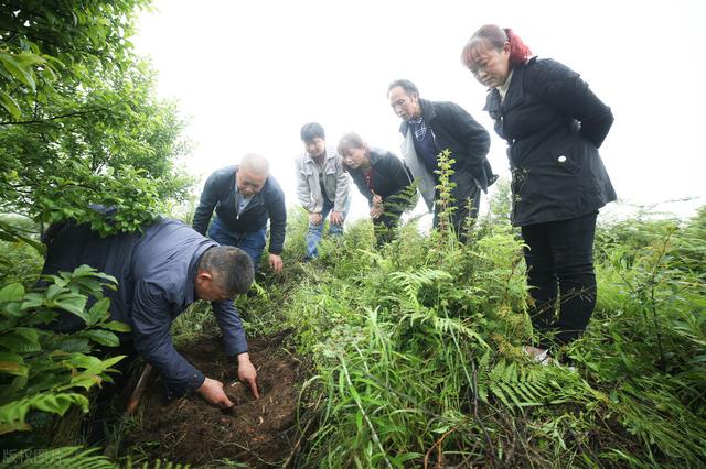 大方县天麻栽培田间管理技术，种植户需掌握，值得借鉴