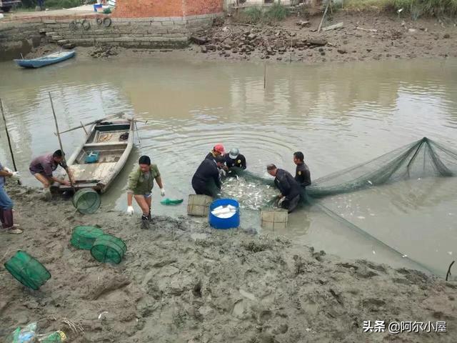 生态花园紫泥红树林，厦门周末抓鱼一日游