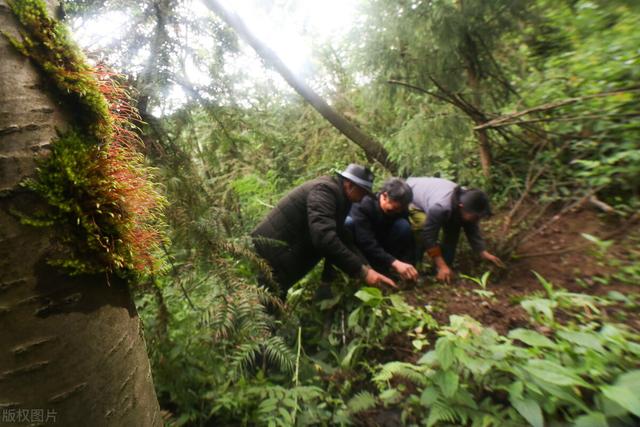 大方县天麻栽培田间管理技术，种植户需掌握，值得借鉴