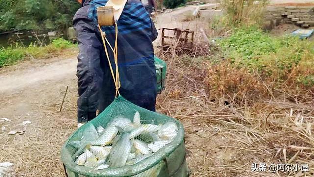 生态花园紫泥红树林，厦门周末抓鱼一日游