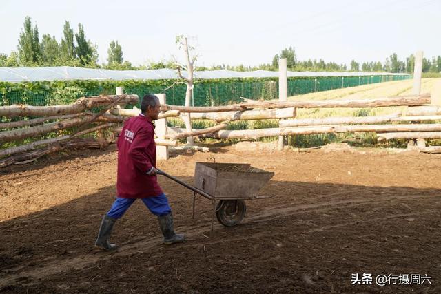 山西农民养“怪牛”，不耕地不产奶1头重1吨，看能卖多少钱