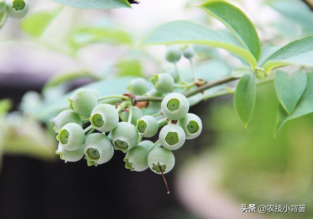 种植蓝莓如何提高开花坐果率？教你两招