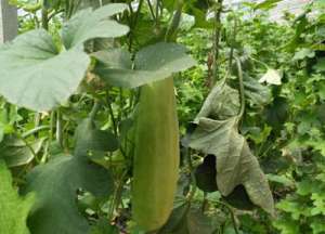 露天甜瓜种植时间(大棚羊角蜜什么时候种植及方法，在管理上如何掌握高产种植技巧)