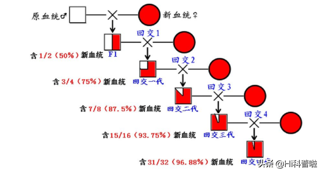 人类不能近亲生育，为什么却让狗“回交”，纯种狗真的好吗？