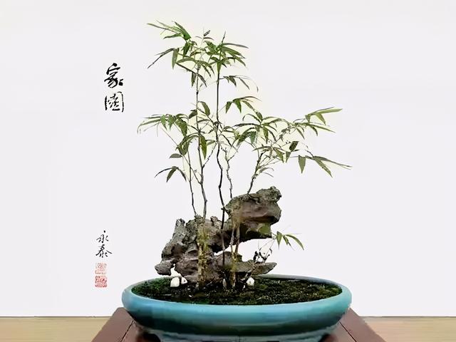 没有院子养不了竹子？错，这几种竹子养在室内，比花还好看