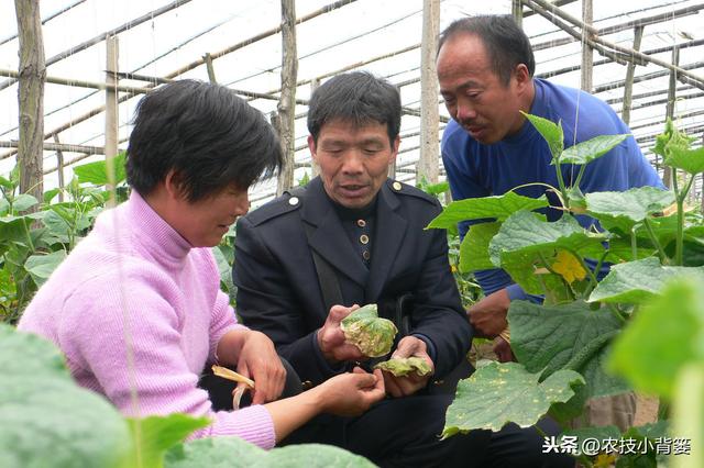 冬季温室大棚低温高湿病害防治难度大，学会用药技巧预防蔬菜药害