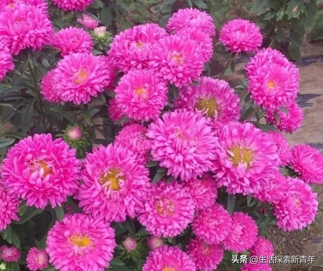 在家种上3种菊，一年四季看不够，关键是形色宜人，很吸引眼球