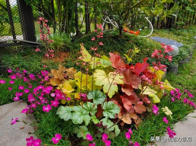 秋天的花园就要看观叶植物呀，这几种你家院子里有吗