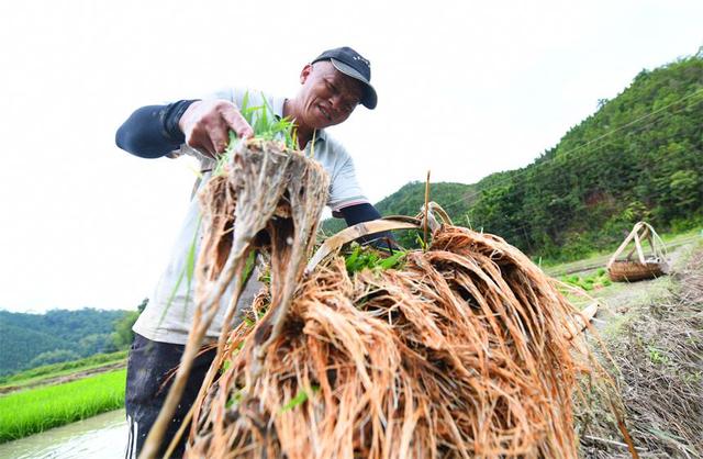 江西定南：中稻种植忙