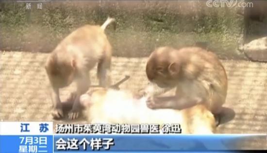 网红直播养猴牵出大案：35人被抓 20只猕猴死亡