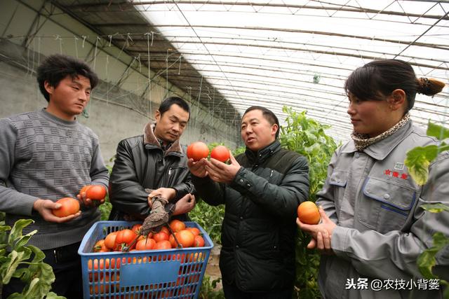 冬季温室大棚低温高湿病害防治难度大，学会用药技巧预防蔬菜药害