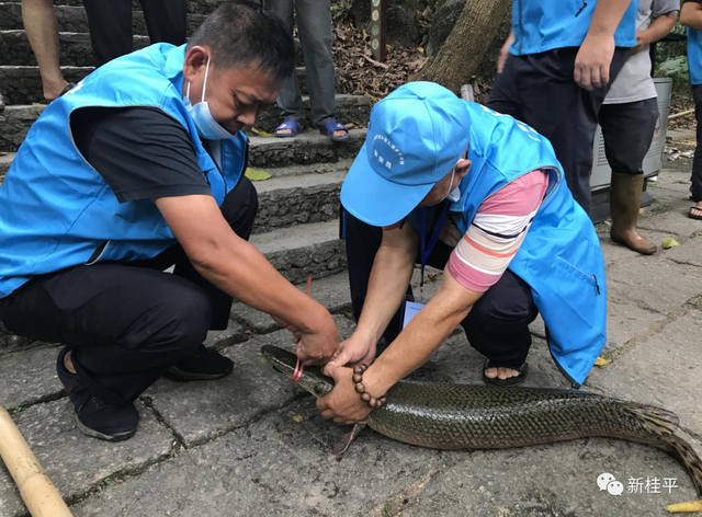 水面下的隐忧：多地已启动外来入侵水生动物普查