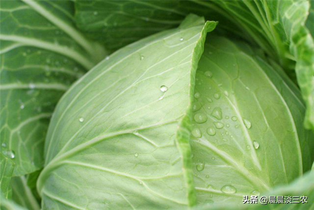 圆溜溜的卷心菜，其种植的过程有哪些呢，今天让我们来了解一下吧