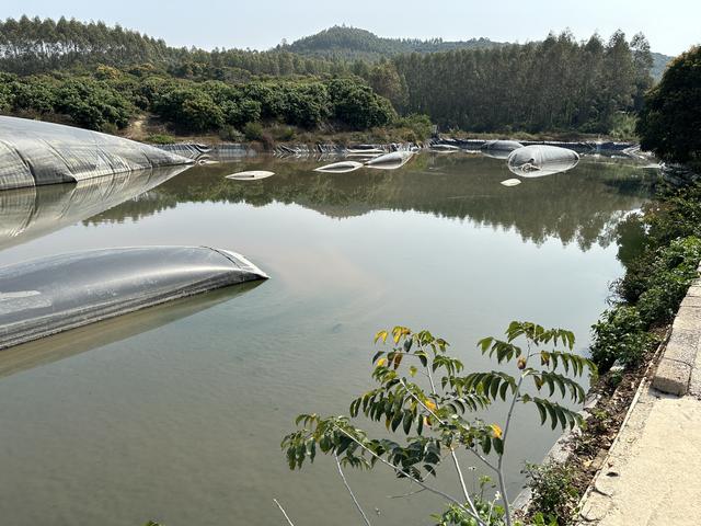 惠东县彭白村附近的一家2000头的养猪场，率先使用复合酶技术养猪