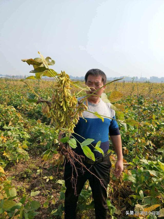 大豆在哪种土地上、挑选什么品种、什么时候播种更容易高产？