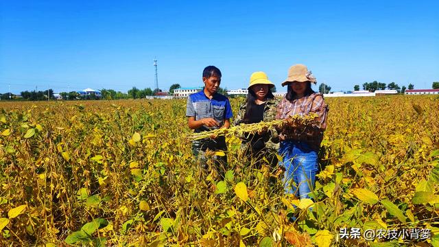 大豆在哪种土地上、挑选什么品种、什么时候播种更容易高产？