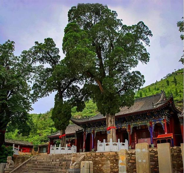 昔日花开“满寺院”的木王“楸树”，如今木材一方就卖“近万元”