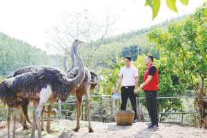 驼鸟养殖图片(鸵鸟“奔”出致富路 特种养殖助振兴)