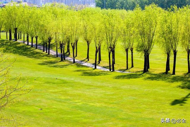 城市园林道路绿化原则植物选择配置应用