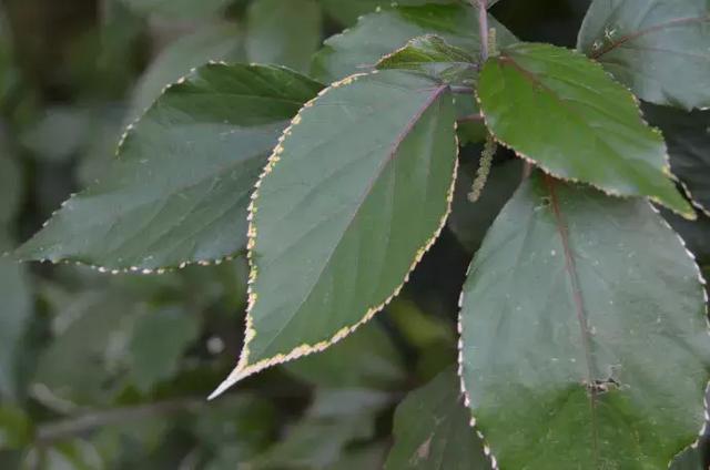 金边植物有哪些？