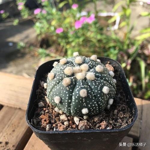 多肉植物：星兜，无刺仙人球，避免干瘪瘫掉养到开花不断这样做