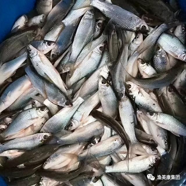 一步到位！麦鲮鱼高效益养殖关键技术饵料鱼麦鲮原来还可以这样养