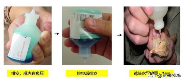 养鸡新手防疫操作不到位？老兽医：掌握这4种操作技术，效果翻倍