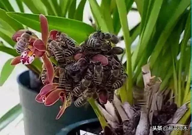 兰花推荐：诱引雄峰的蜜蜂兰