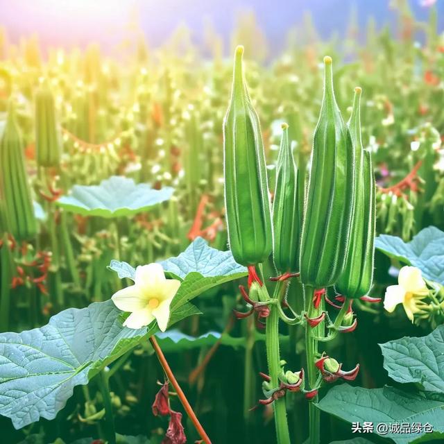 秋葵种植的秘诀：单棵还是双棵？