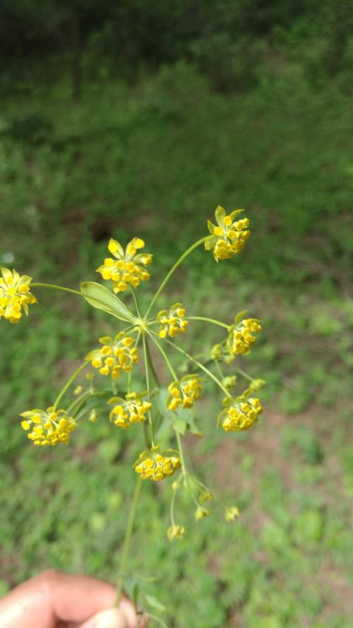 柴胡种植方案，从种植到病虫害防治，建议收藏