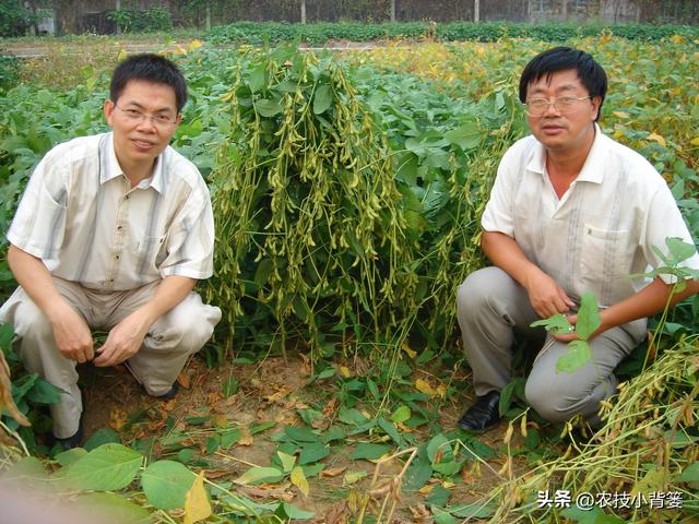 大豆在哪种土地上、挑选什么品种、什么时候播种更容易高产？