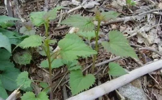 跟苍耳植物是“近亲”关系，叶片带刺却有人收购，一斤卖十五元