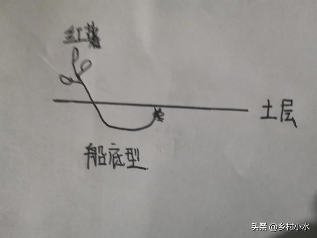 红薯如何栽培？老农教你“倒插苗”技术，薯块个大、产量高