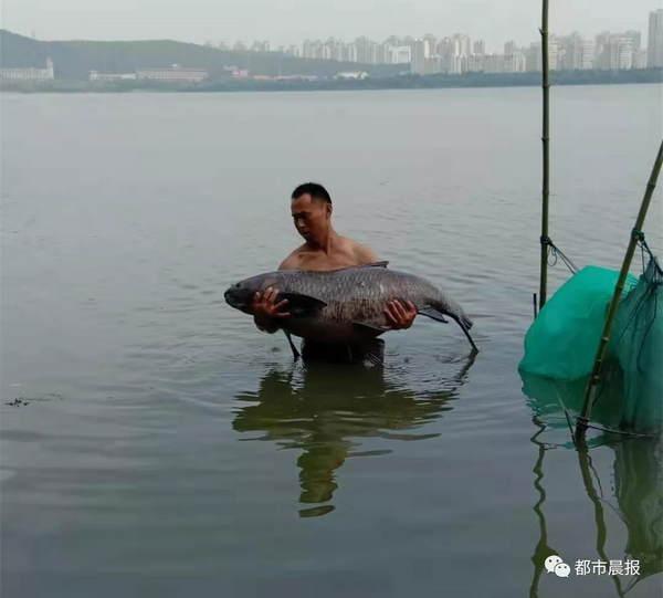 95斤！云龙湖又钓出大鱼，有人花9000元买它！那些年被钓上的大鱼，有个神秘规律