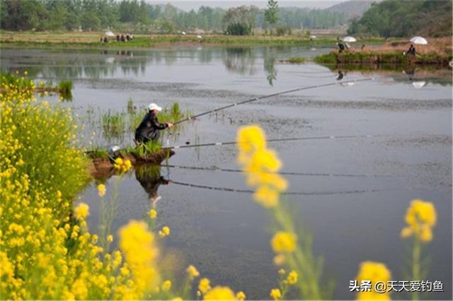 春钓浅滩，最适合的几种天气，这些天气鱼“胆儿大”，下竿就上鱼