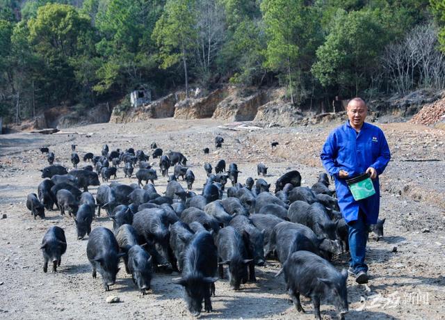 新余：藏香猪“拱出”致富路