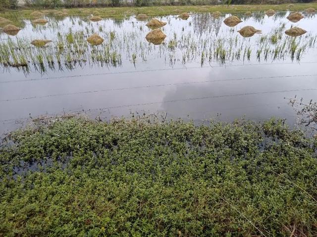 有效提高虾蟹养殖成功率， 水草栽培管理工作怎么做？