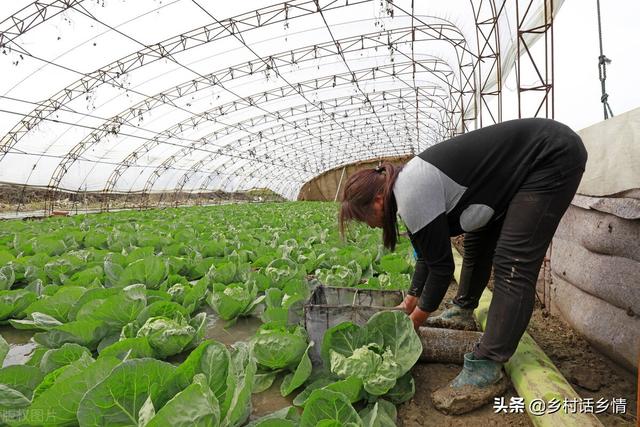 这种傻瓜式发酵肥料的方法火了，很多人纷纷效仿，效果一级棒