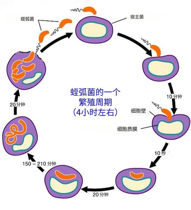 长期控菌效果好！想更了解水产用蛭弧菌，这11个问与答值得一看