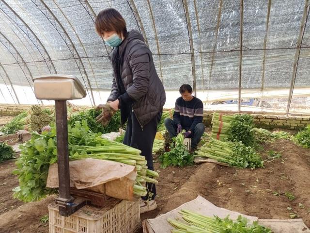 “芹”劳致富日子甜