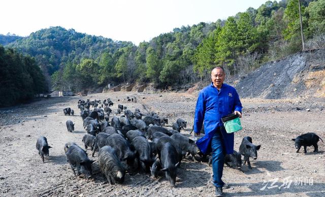 新余：藏香猪“拱出”致富路