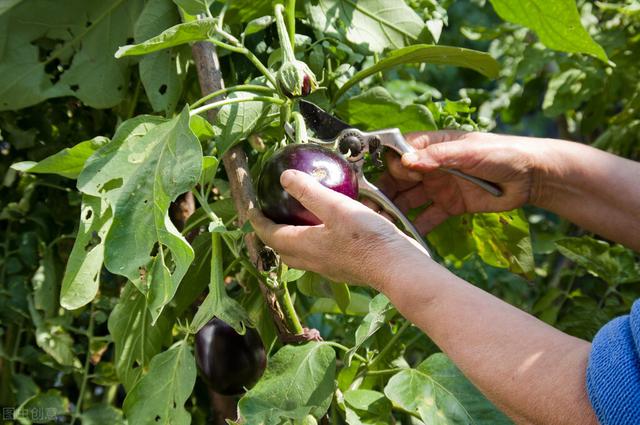 茄子能实现两年生吗？菜农冬前采取一措施，可让一茬茄株挂果两年