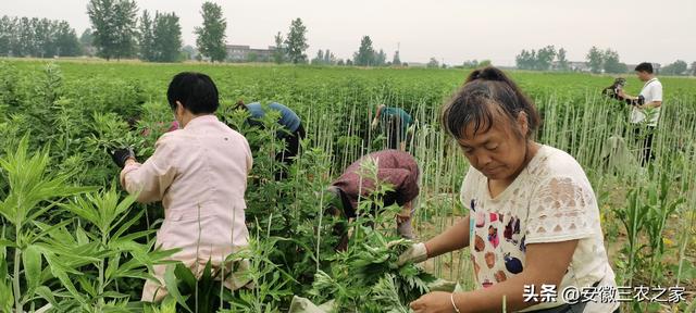 一年收割3季，亩产量3000斤，效益3500元，这样的作物值得种植吗