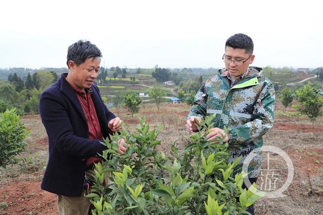 铜梁沿河村第一书记“变废为宝” 将荒废果树变支柱产业