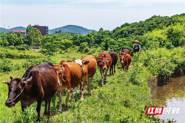 组图丨湖南东安：生态养殖助农增收