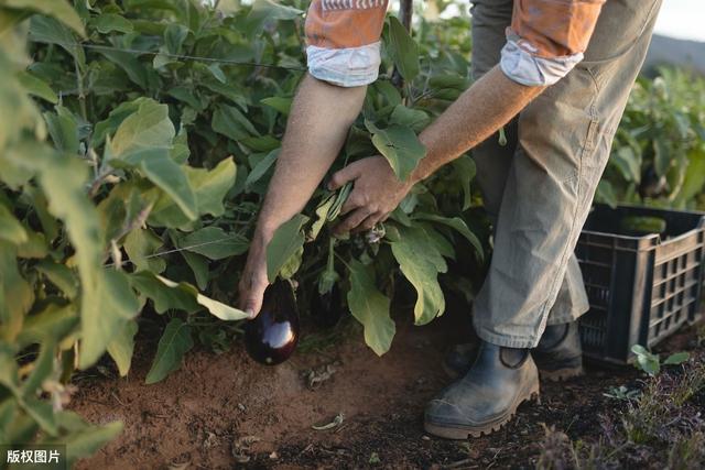 茄子能实现两年生吗？菜农冬前采取一措施，可让一茬茄株挂果两年